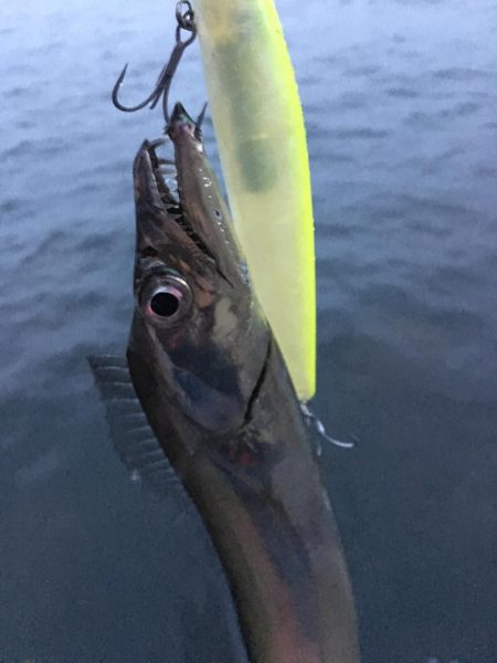 青物釣りたーい