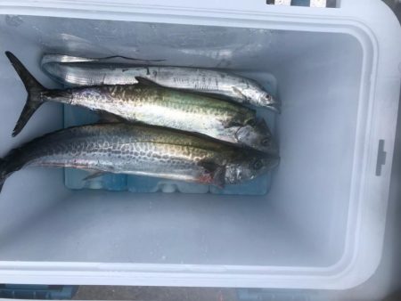 タチウオ、サゴシ