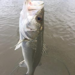 河川 ウェーディング