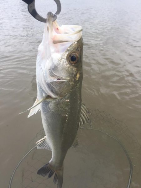 河川 ウェーディング