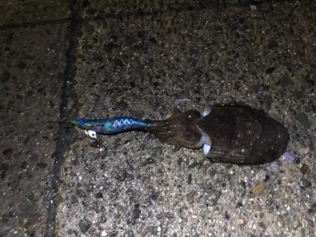 コウイカです。