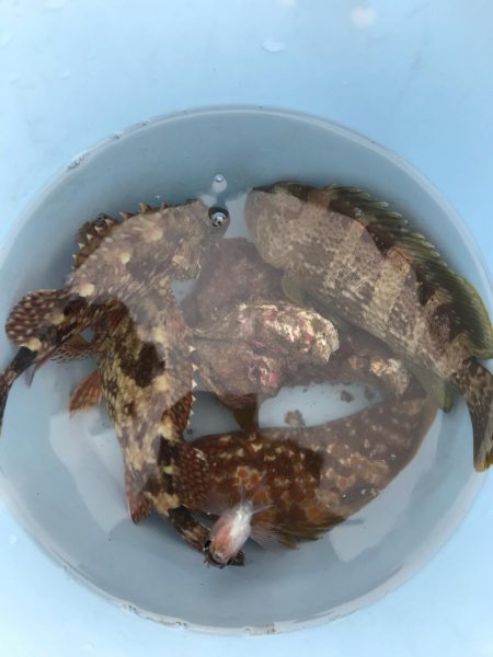 ジグヘッドでエサ釣り