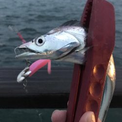 嵐の前のタチウオ調査