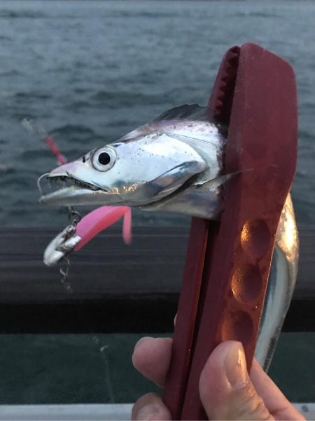 嵐の前のタチウオ調査