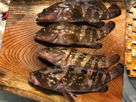 アジング6種目！