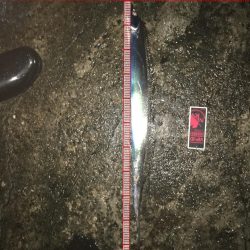 シーバスのはずが(^^;