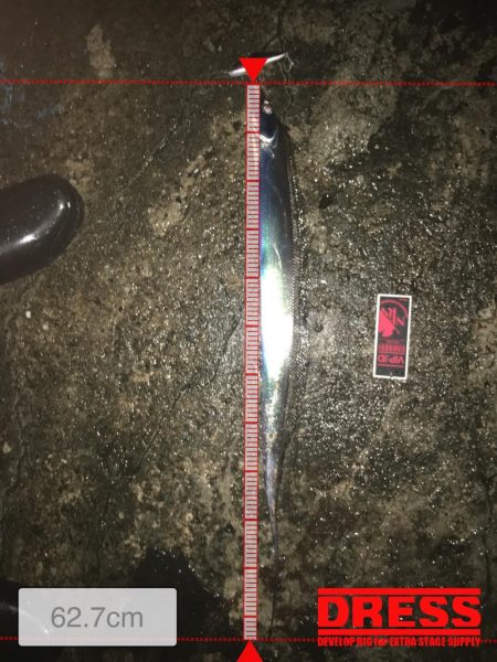 シーバスのはずが(^^;