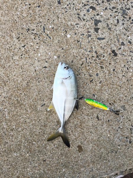 朝マズメ 1時間