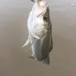 台風前 ウェーディング