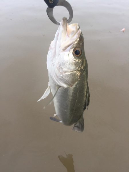 台風前 ウェーディング