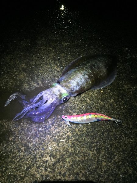 台風前 エギング