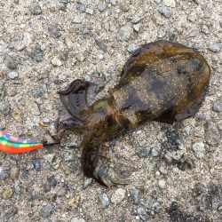 台風前のエギング