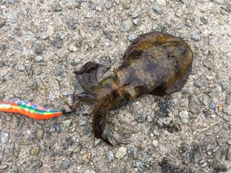 台風前のエギング