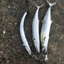 サゴシと太刀魚