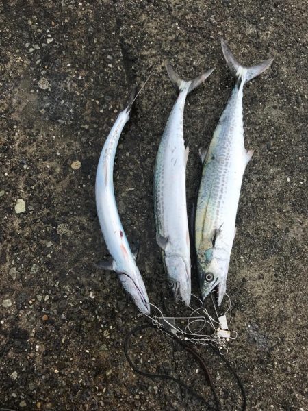 サゴシと太刀魚