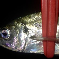 プリ台風前アジング