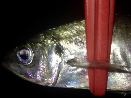 プリ台風前アジング