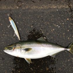 きたきたきたー