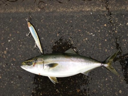 きたきたきたー