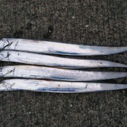 阿南市の大潟岸壁でタチウオ