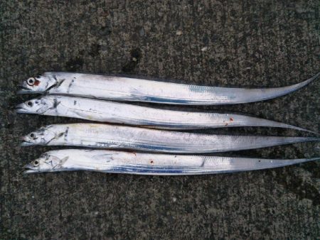 阿南市の大潟岸壁でタチウオ