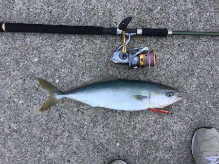 ショアジギハマチ