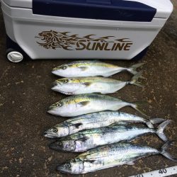 朝まづめショアジギング