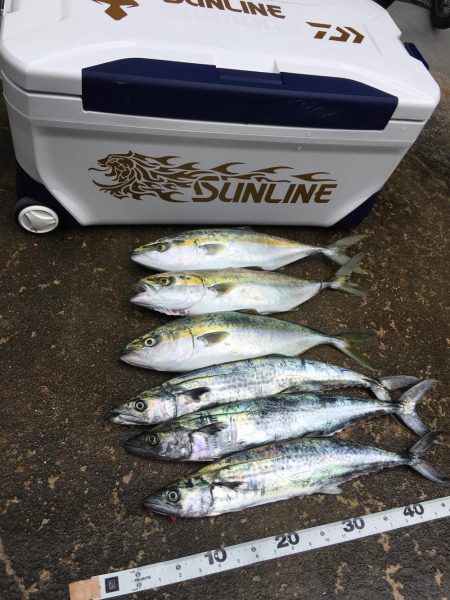 朝まづめショアジギング