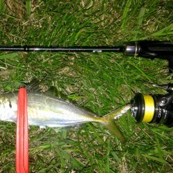 アジの群れ知りませんか？