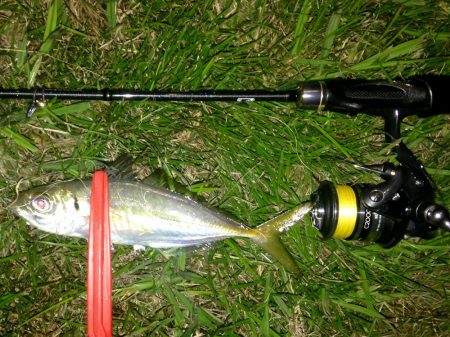 アジの群れ知りませんか？