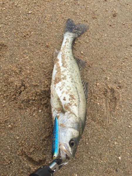 台風後 ウェーディング