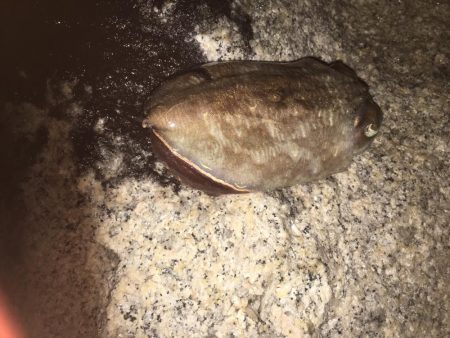 アオリイカは、どこへ