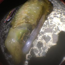 育ってます(o^^o)