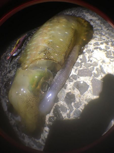 育ってます(o^^o)