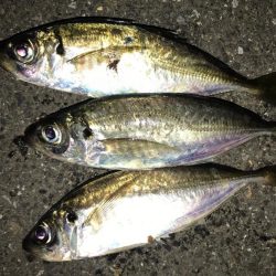 爆釣報告を受けての翌日釣行。