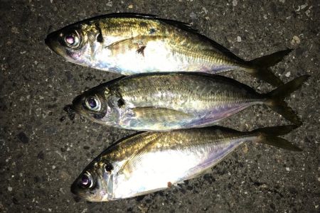 爆釣報告を受けての翌日釣行。