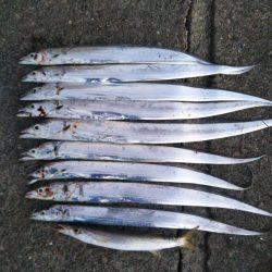 阿南市の椿泊でタチウオとアカカマス