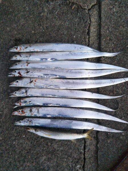 阿南市の椿泊でタチウオとアカカマス