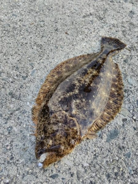 濁りの淡路島、アオリイカ反応なし