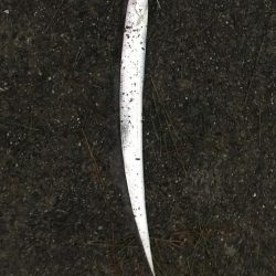 タチウオゲット！