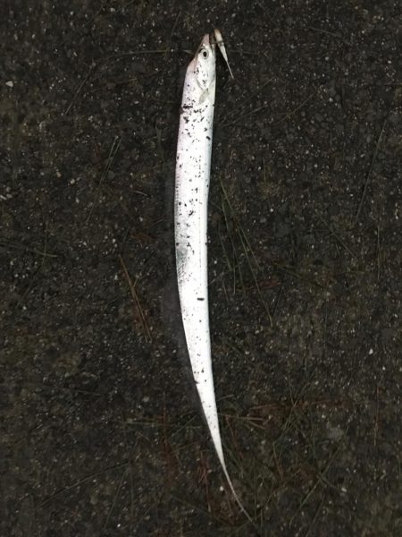 タチウオゲット！