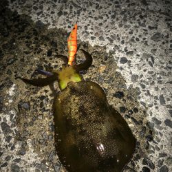 秋の釣り始めエギング