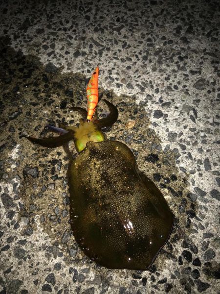 秋の釣り始めエギング