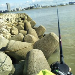 初めての大物黒鯛（チヌ）