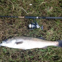 シーバスに感謝