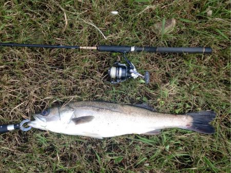 シーバスに感謝