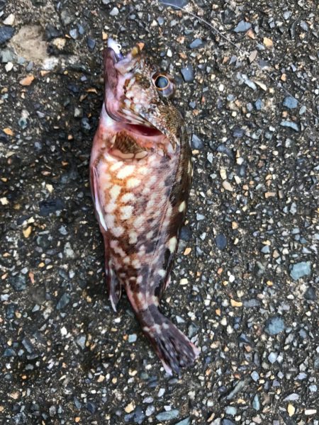 メバダート1インチ。