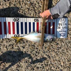 アジはやっぱり福良