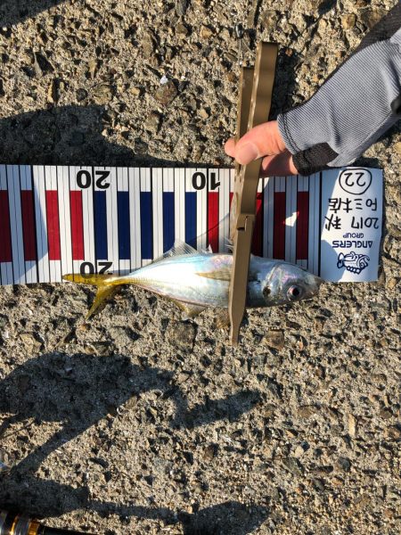 アジはやっぱり福良