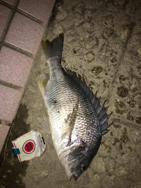チヌしか…